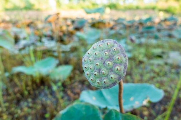 Beautiful lotus in the canal 