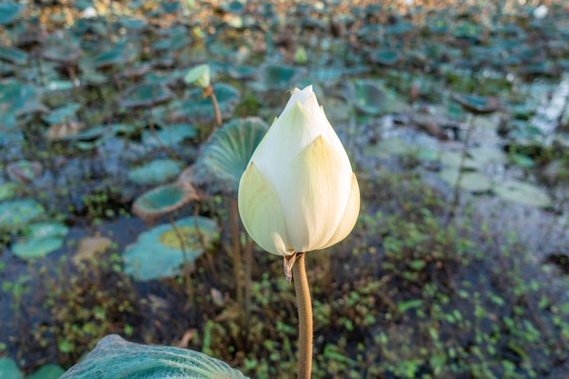 Beautiful lotus in the canal 