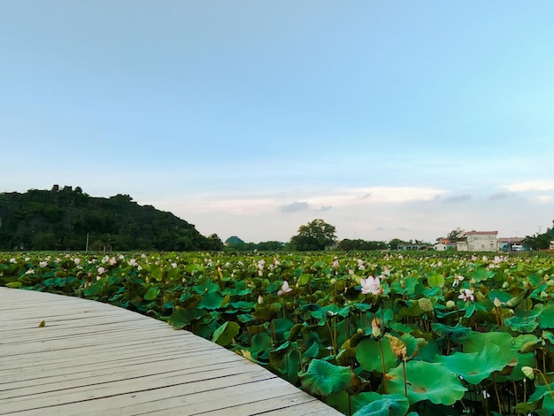 写真 朝のドラゴン山脈の麓にある美しいロータス農園