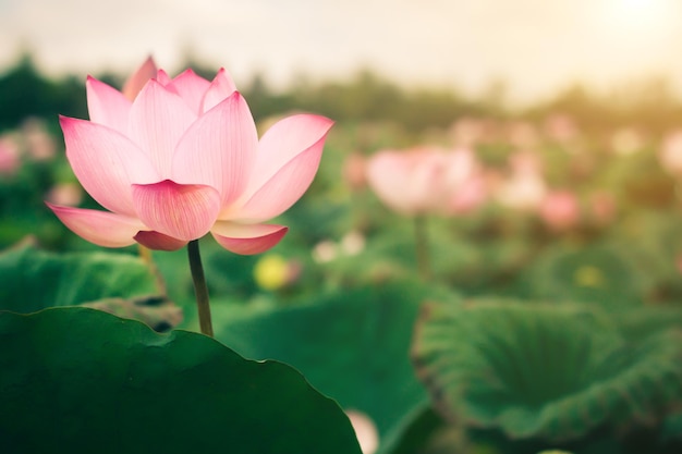 사진 연못에 피는 아름다운 연꽃과 녹색 연꽃 잎 배경. 빈 복사본 공간입니다.