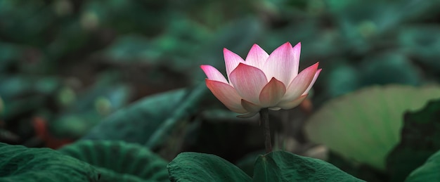 池に太陽の光が差し込む美しい蓮の花