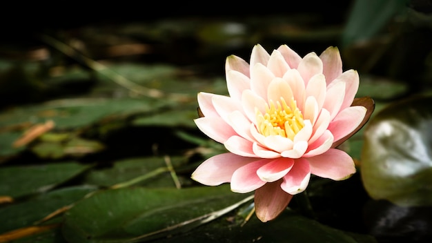 Beautiful lotus flower closeup 