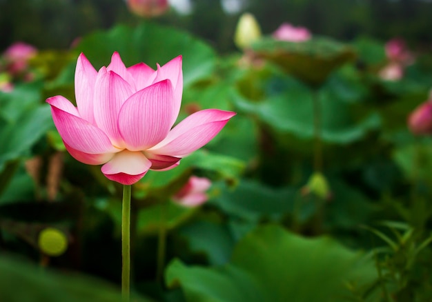 Beautiful lotus flower and green lotus leaf in pond. Blank copy space.