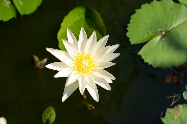 美しい蓮の花は、深い青色の水面の豊かな色彩によって補完されます。