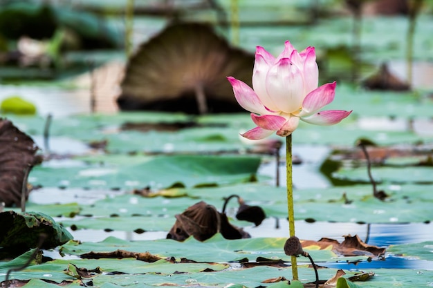 Beautiful lotus flower is the symbol of the Buddha Thailand