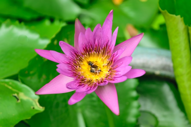 Beautiful Lotus Flower, Naturally beautiful flowers in the garden