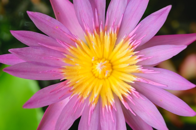 Beautiful Lotus Flower, Naturally beautiful flowers in the garden