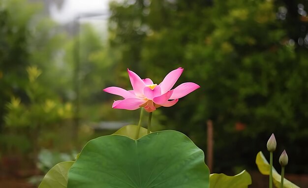 美しい蓮の花の写真 - 蓮の花を描く