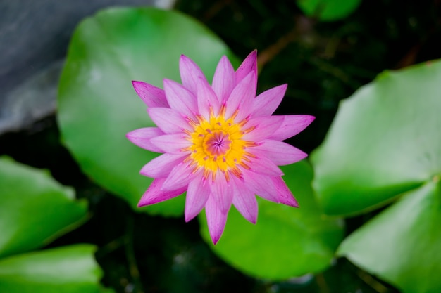 池の美しい蓮の花、蓮の水滴、ピンクの白い色
