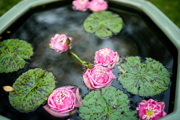 池の美しい蓮の花、蓮の水滴、ピンクの白い色