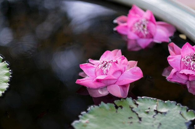 蓮のピンクの白い色の池の液滴の水の美しい蓮の花