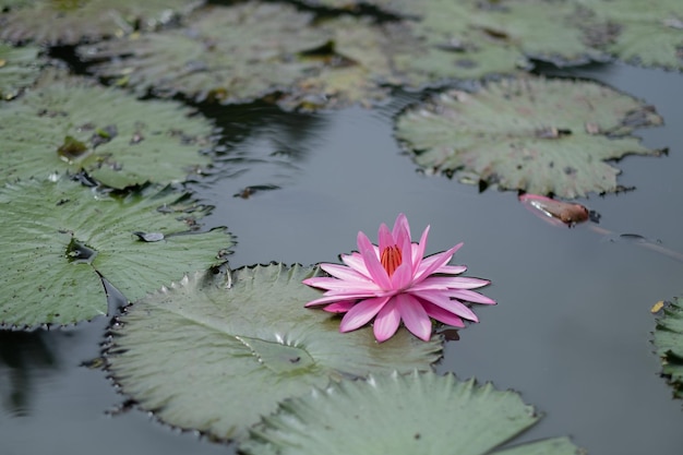 蓮の池のしずくの水に美しい蓮の花