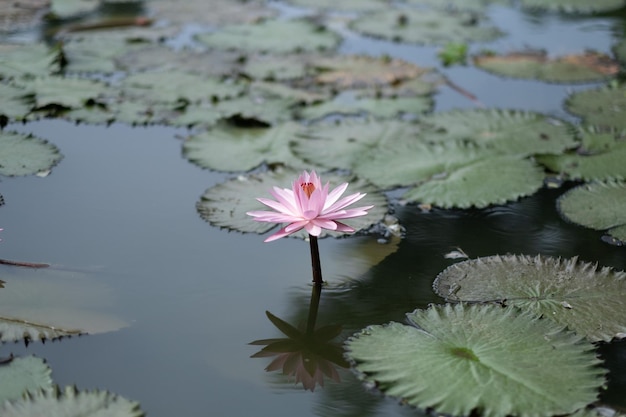 蓮の池のしずくの水に美しい蓮の花