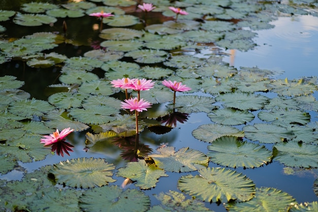 Bellissimo fiore di loto in stagno, acqua gocciolina su loto