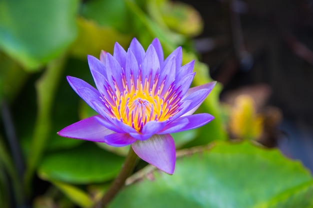 Bellissimo fiore di loto in stagno a marina bay anteriore