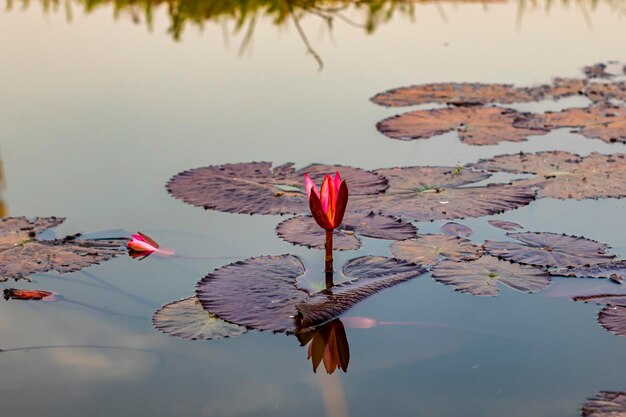 Foto bel fiore di loto nello stagno