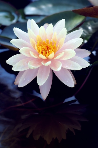 Beautiful lotus flower in pond.