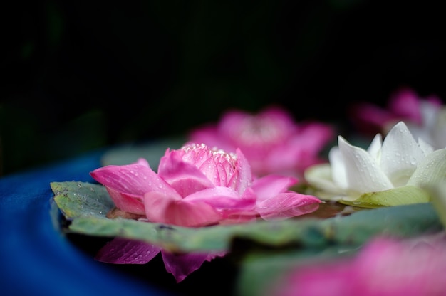 beautiful lotus flower in pond