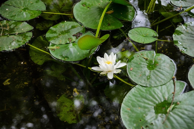 Beautiful lotus flower in the pond