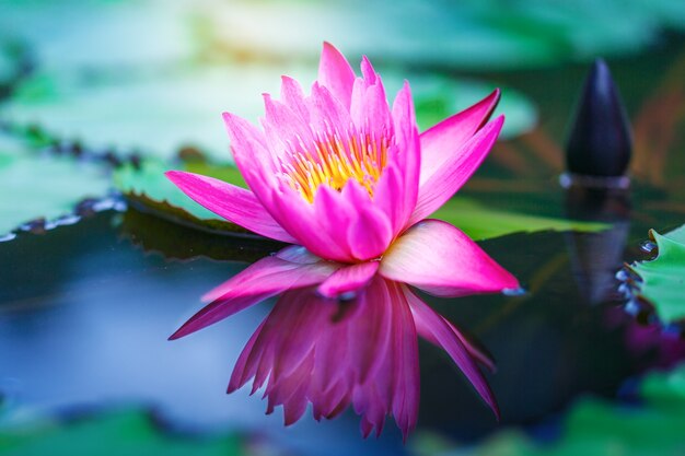 Beautiful lotus flower on surface of pond