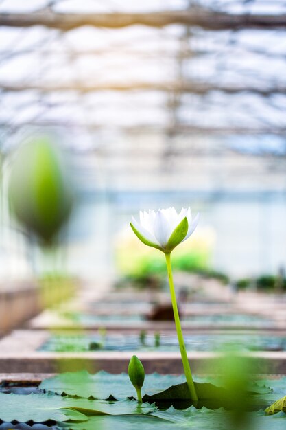 Beautiful lotus flower on surface of pond