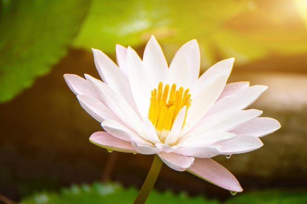 Beautiful lotus flower in the water after rain in the garden lotus flower growing in the lake