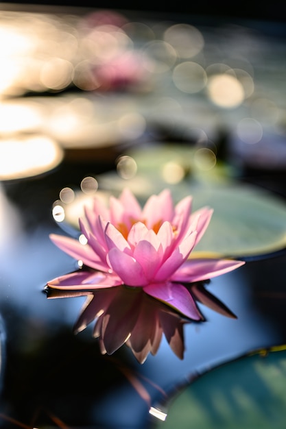 Photo beautiful lotus flower on the water after rain in garden.