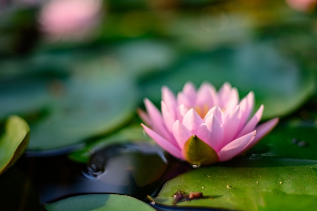 Beautiful lotus flower on the water after rain in garden.