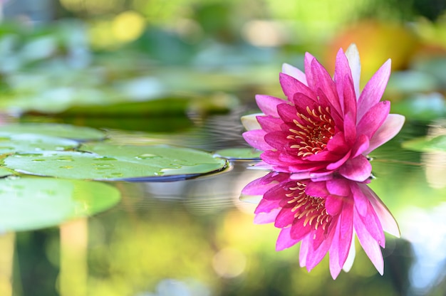 Photo beautiful lotus flower on the water after rain in garden.