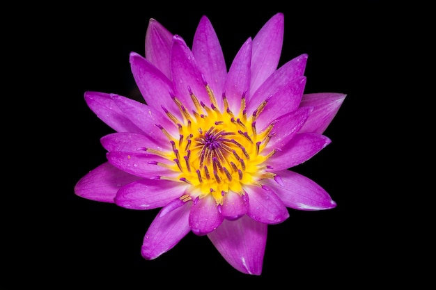 Beautiful lotus flower or waterlily.