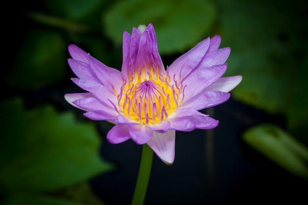 Beautiful lotus flower or waterlily