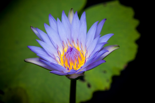 Beautiful lotus flower or waterlily.