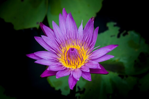 Beautiful lotus flower or waterlily.