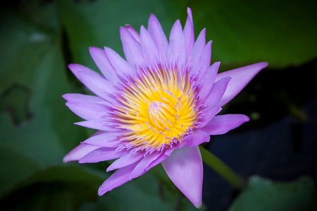 Beautiful lotus flower or waterlily.