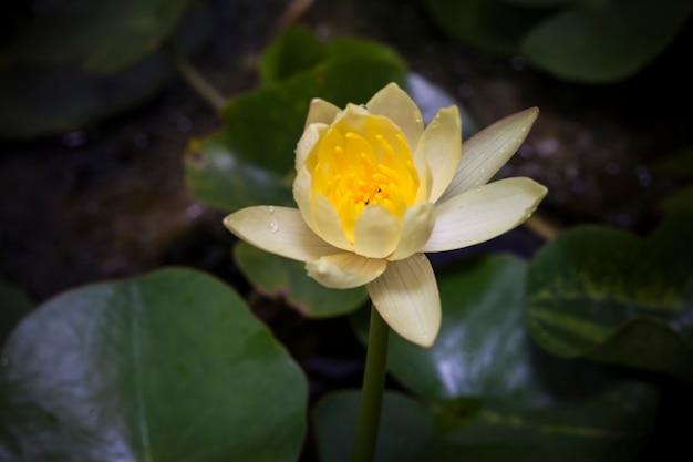 Beautiful lotus flower or waterlily.