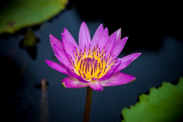 Beautiful lotus flower or waterlily.