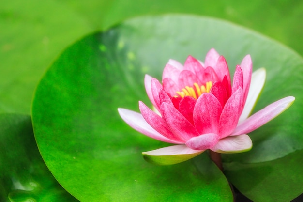 写真 美しい蓮の花