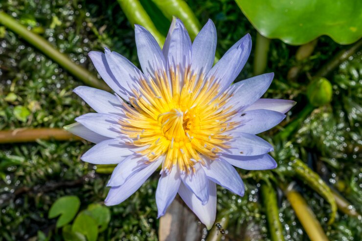 Photo 美しい蓮の花