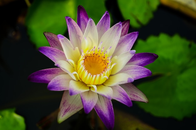 Photo beautiful lotus flowers blooming.