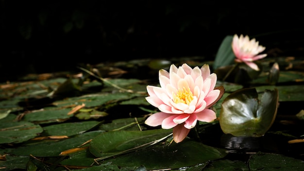 Photo beautiful lotus flowers on lake