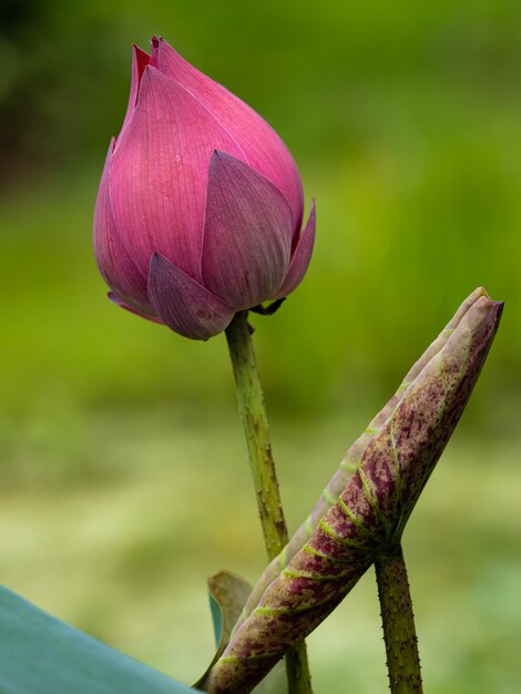 朝の美しい蓮の花