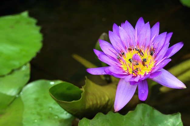 Beautiful lotus flowers in tropical