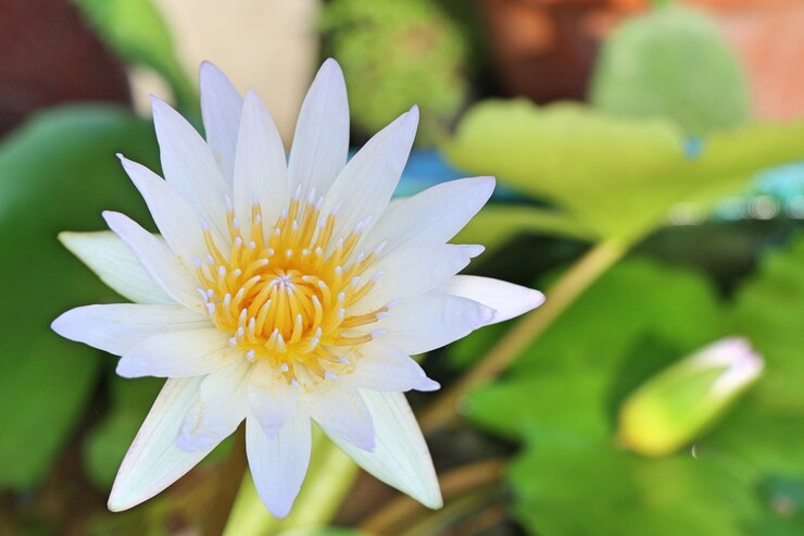 Photo 熱帯の美しい蓮の花