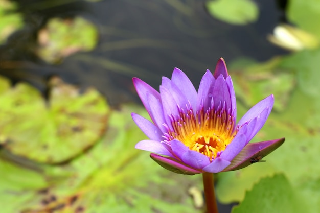 Beautiful lotus flowers in tropical