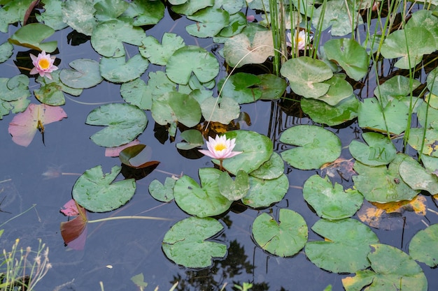 美しい蓮の花や池のスイレン