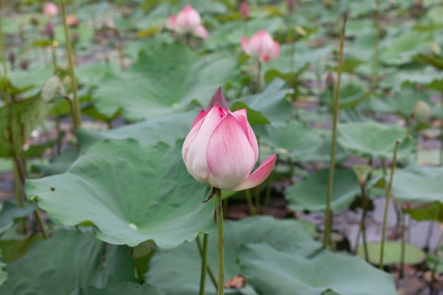 Beautiful lotus and  Green leaf in lotus pond