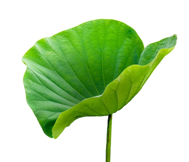 Beautiful lotus leaf isolated on white background