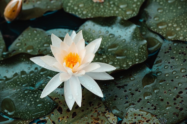 Beautiful lotus petal water lily flower in lake pond wet moise rain drop