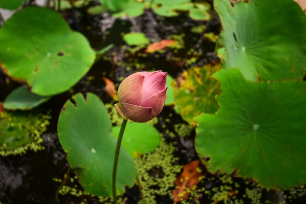 Beautiful lotus in the river.