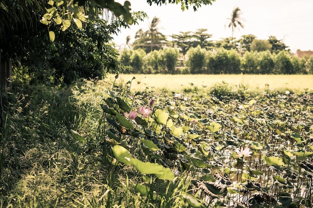 Beautiful lotus water lily flower lake pond sunny meadow background trees Toned photo Fine art minimal concept nature background ideal for wallpaper design Summer happy calm mood concept